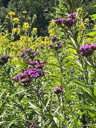 Image result for Vernonia turbinella