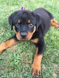 In addition to our selection of designer and purebred puppies for sale, we offer expert dog training, professional pet grooming and the best pet supplies, pet foods and pet products available at the low prices. Akc Registered Rottweiler Puppies For Sale In Killingly Connecticut Classified Americanlisted Com