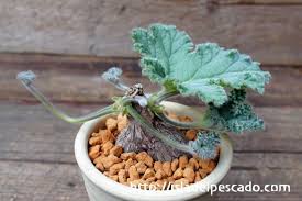 Image result for Pelargonium luridum