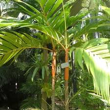 The most common orange fruit palm material is cotton. How To Grow Orange Crownshaft Palm Tree Areca Vestiaria