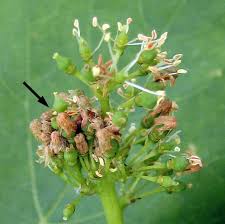 Image result for Lobesia botrana grapevine