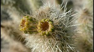 Jumping cactus, cylindropuntia fulgida, is a species of cholla cactus with loosely attached joints. Jumping Cholla Cacti Opuntia Bigelovii Youtube