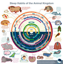 The Sleeping Time Of Different Animals Infographic Animal Infographic Sleeping Habits Animal Kingdom