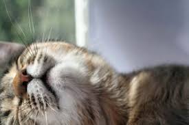 Kedilerde Zehirlenme Ve Belirtileri Kedi Blog