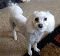 Keep your maltipoo's feet in good condition to avoid being. Maltipoo Winter Care