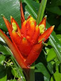 Image result for Coccinia senensis