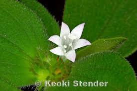 Image result for Richardia brasiliensis