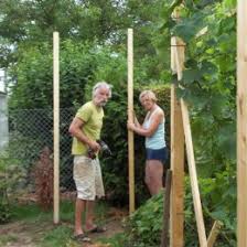 Wer einen grünen daumen hat, kann mit trauben im garten seine pergola oder galerie verschönern, ein spalier begrünen oder mit den. Weintrauben Ich Bin Dann Mal Im Garten