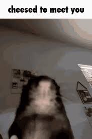 Cheesed To Meet You Gif Cheesed To Meet You Discover Share Gifs