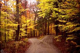 Two Roads Diverged In A Yellow Wood The Road Not Taken Scenery Paths