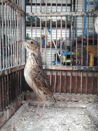 Nah, perlu sobat ketahui bahwasannya burung branjangan dalam bahasa latin dikenal dengan nama binomial mirafra javanica yang merupakan burung kicau berasal dari family alaudidae dan. Mirafra Javanica Aliena Batikan Coklat Bahan Branjangan Kwalitas Facebook