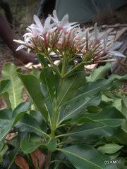 Image result for Clitandra cymulosa