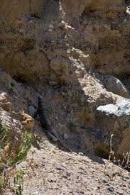 Strike a Pose Mr. Lizard