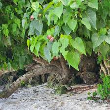 Image result for Thespesia populnea