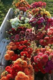August Dahlia Harvest Flower Farm Beautiful Flowers Flower Garden