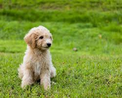 First thing in the morning. Ultimate Guide To Caring For My Goldendoodle Trudog
