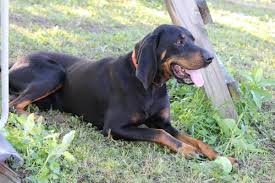 Adopt black and tan coonhound dogs in pennsylvania. Black And Tan Coonhound Breed Guide Learn About The Black And Tan Coonhound