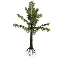 Image result for Stolzia williamsonii