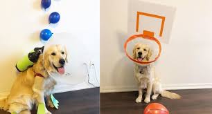 Check spelling or type a new query. Dog S Cone Of Shame Transformed With Adorable Costumes