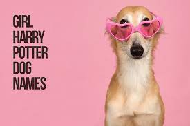 Harry Potter Dog Names 219 Best And Cute Ideas Petshoper