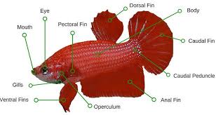 Betta Fish Anatomy Fish Anatomy Betta Breeding Betta Fish