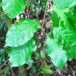 Image result for Nesogordonia