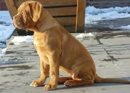 Is My Puppy On A Good Weight Schedule Mastiff Forum