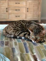 Pin By Debra Goldsmith On Cats Bengal Cat Cool Cats Beautiful Cats