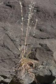 Image result for Andropogon eucomus