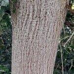 Image result for Ficus saussureana