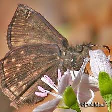 Image result for Tannodia swynnertonii