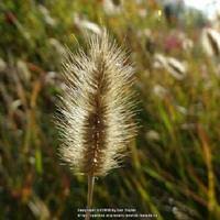 Image result for Cenchrus geniculatus