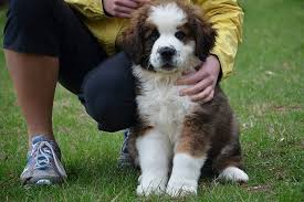So Fluffy I M Gonna Die Bernese Mountain Dog Dog Mixes Bernese Mountain Dog Mix