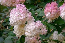 3.7 out of 5 stars 136. How To Grow And Care For Strawberry Vanilla Hydrangea
