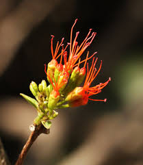 Image result for Nymphoides senegalensis