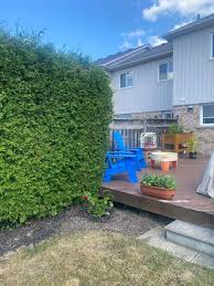 Image result for Lotononis stipulosa