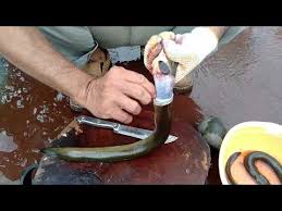 Scopri ricette, idee per la casa, consigli di stile e altre idee da provare. Download Cara Membersihkan Ikan Mata Belo Mp4 Mp3 3gp Naijagreenmovies Fzmovies Netnaija