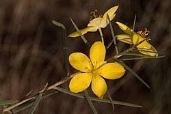 Image result for Talinum crispatulum