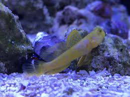 Maybe you would like to learn more about one of these? Yellow Watchman Goby Pairing And Turning White Reef2reef Saltwater And Reef Aquarium Forum
