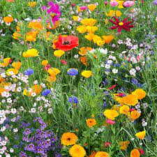 Unlike their fancier cousins, the seeds of hardy annuals are cheap and don't. Annual Bee Mix A Leading Supplier Of Vegetable Seeds In Essex Uk Grow Your Own Vegetable Seeds Kingsseeds Com