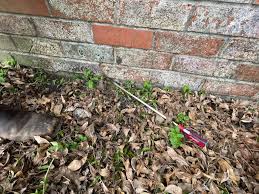 Dax foster 26th nov 2019 proficient pest control is a pleasure to deal with. Absolute Termite Control Posts Facebook