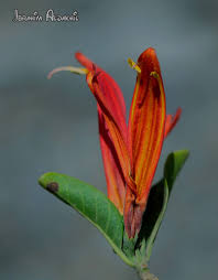 Image result for Anisotes