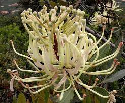 Image result for Impatiens oreocallis