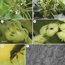 Image result for Macaranga mellifera