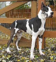 Everyone at the shelter was in love with her. Great Dane Rescue In Ohio Harlequin Haven Great Dane Rescue Sanctuary Dogs Kingston