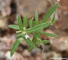 Image result for Oldenlandia corymbosa