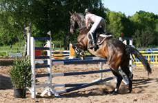 Spring ist ein in deutschland registriertes startup, bei dem patienten die möglichkeit haben, sich verschreibungspflichtige medikamente wie z. Reitart Springen Springreiten Springreiter Meinepferde Eu