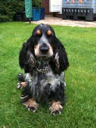 Black And Tan Show Cocker Spaniel Puppy Vysledek Obrazku Pro English Cocker Spaniel Blue Roan Cockerspanielblueroan Cocker Spaniel Spaniel Puppies Spaniel