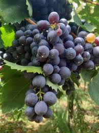 Siete sul rogo dei sofisticatori e nessuno potrà salvarvi. Il Nettare Degli Dei E Il Vino Della Casa Vuoto Di Memoria