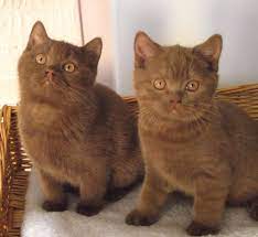 British shorthair cat for sale your number one british shorthair kittens breeder. British Cinnamon Cats Google Search British Shorthair Cats Cats Cat Care